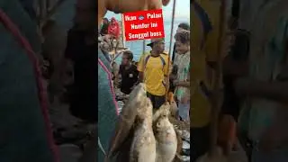 Ikan 🐟 Pulau Numfor Ini Boss Senggol Dong