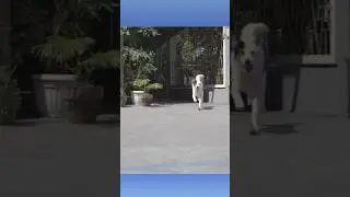 Dog barking sound angry loud video#04viral#shorts
