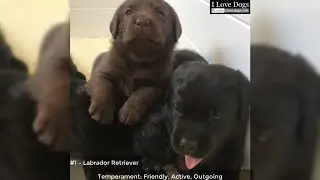 Top 10 Dog Breeds That Are Extra Clingy With Their Owners 🐶💖💘