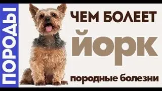 Чем болеет Йорк? Породные заболевания.
