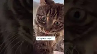 Что за цены? Кто платит? Муж или жена?) #недвижимость #ипотека
