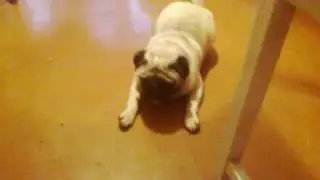 мопс веселый пес