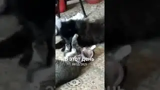 Бумер и Дуська