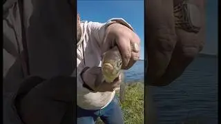 Рыбалка.Головастый малый,но 