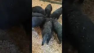 Щенки немецкой овчарки. Дрессировка собак 
