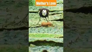 Mother's love❤️ #mother #motherhood #motherslove #mothernature #datashots #nature #naturephotography