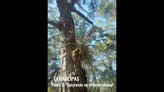Sorpresas del fototrampeo...recuerdos que se guardan en nuestras memorias por siempre