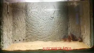 FONDO 3D PARA ACUARIO FACIL PARTE 2º
