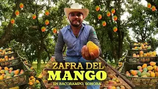 The Mango Harvest in Bacobampo, Sonora 🥭 | Harvesting the Clown Mango