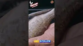 🐟🐟🐟 