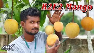 R2E2 Mango Farming
