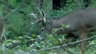 Scrapes in Rut