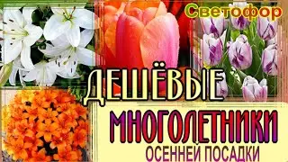 НОВИНКА в СВЕТОФОРЕ. ДЕШЁВЫЕ луковичные МНОГОЛЕТНИКИ.Купила и показываю.