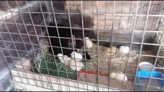 квочки с цыплятами
