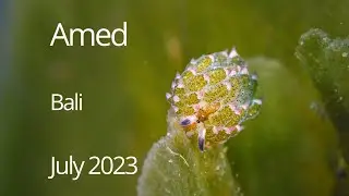 Amed - July 2023