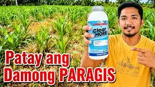 Systemic Herbicide Para sa Damong Paragis sa taniman Ng Mais | ClearMore 310SC