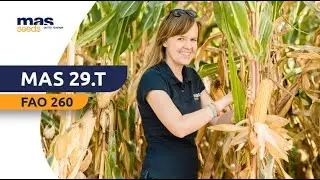 Kukurydza MAS 29.T - CZYSTY DENT, CZYSTY ZYSK
