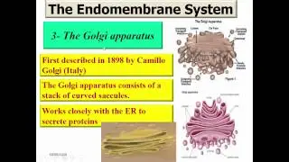 09 Cell structure and function   Cellular Organelles   Dr Essam Ibrahim   علوم صحية