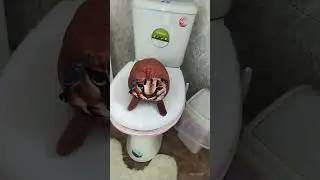 скибиди шлëпа