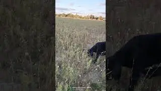 ягненок