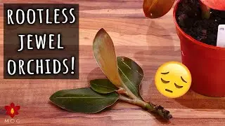 How to save a rootless Orchid - Jewel Orchids Repotting Session