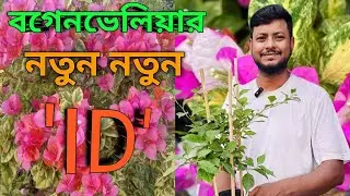 We have brought you some new 'IDs' of Bougainvillea. Bougainvila new ID.