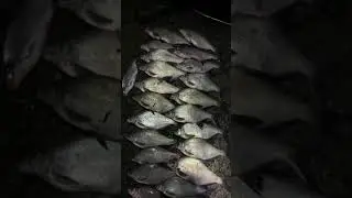 Весенний лещ на фидер. #рыбалка#рыбалка2021#фидер#улов#лещ#fish#youtube#shorts