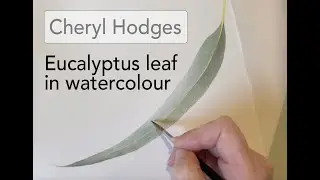 Eucalyptus leaf in watercolour