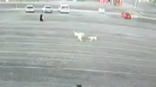 Köpekler küçük çocuğa saldırdı.Yoldan geçen kadın kurtardı
