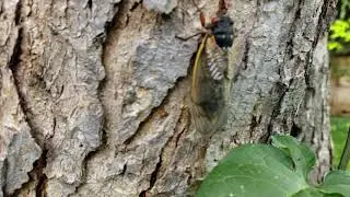 Cicadas in My Yard 2021