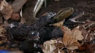América Selvagem
