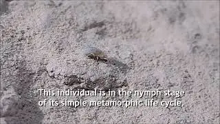 Barklouse (Family: Psocidae) In Mitchell Caverns
