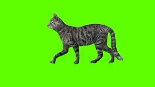 Green screen Cat video | Gray Cat Walking green screen