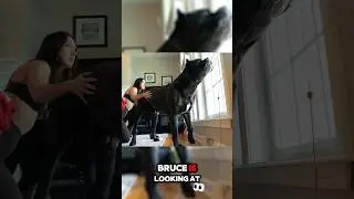 Cane Corso Protects Woman From Danger 