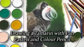 Drawing a tamarin with pan pastels and Color pencils - Speed paint