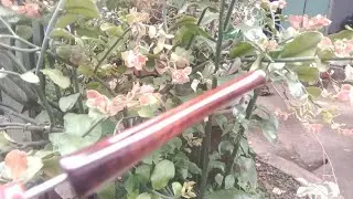 Cara bikin pipa rokok dari Galih asem