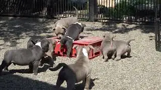 PUPPIES AVAILABLE FOR SALE VERY GOOD PRICE & HIGHT QUAITY /BLOODLINE BIGDOGS R KENNEL/ABKC REGISTRED