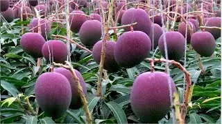 Farming The Most Expensive MIYAZAKI Mango In Japan | How To Grow Most Expensive MANGO In The World
