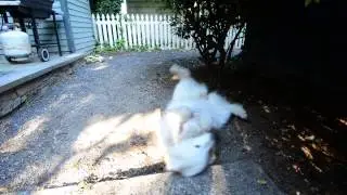 Alice rolling around in the back yard - 6/22/2014