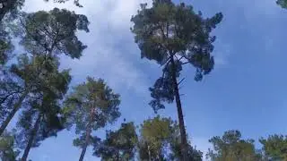 Пицундский заповедник февраль 2024 часть 8