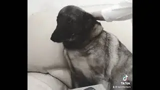 BOŞNAK KÖPEK SAD