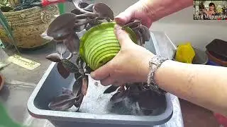 Очередная пересадка лудизии.
