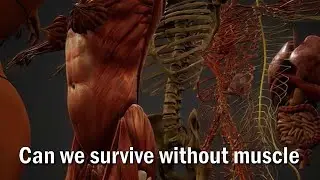 What would happen if we don’t have MUSCLES in our body👁😨💥