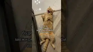 Что нельзя делать если с вами живёт кошка. 
