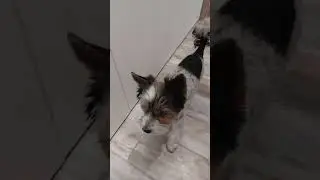 А извините, молодой человек #собака #собаки #йоркшир