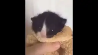 Кореец смотрит на кота, а потом кот мяукает