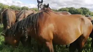 Лошади круглосуточный выпас. ранения у взрослой кобылки