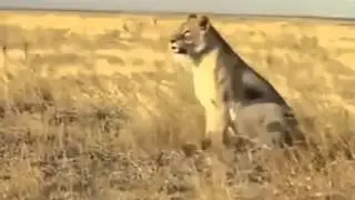 Приколы про животных Отважный кабан
