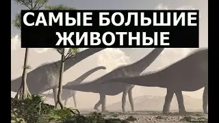 ТОП 5 Самых БОЛЬШИХ ЖИВОТНЫХ На Земле