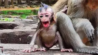The current situation of baby Eleanor continues to be managed by the young female monkey